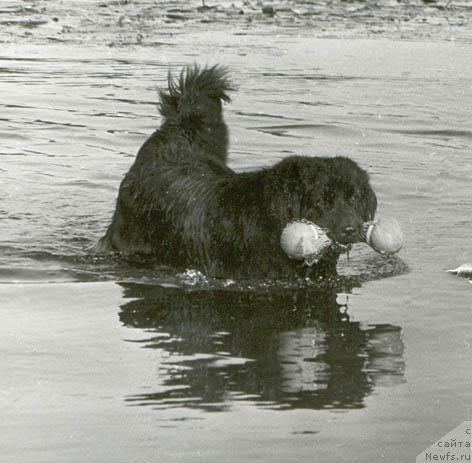 Фото: ньюфаундленд Гер Ама