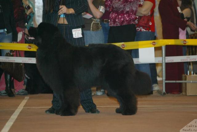 Фото: ньюфаундленд Данс Мемори Фьюджан Риф