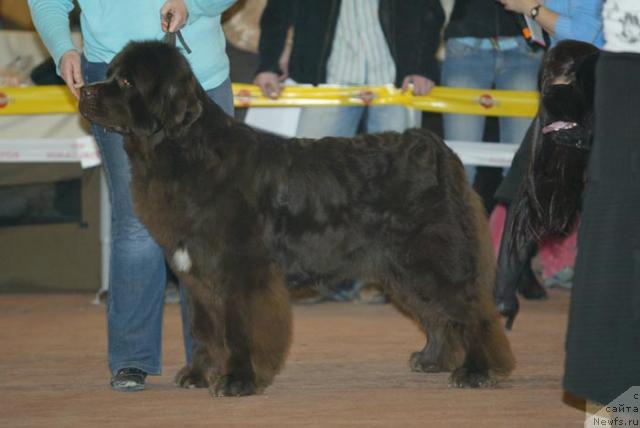 Фото: ньюфаундленд Обуш Шед Юдашкин Стиль (Obush Shed Yudashkin Stil)