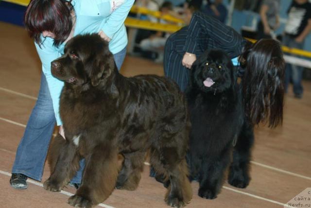 Фото: ньюфаундленд Обуш Шед Юдашкин Стиль (Obush Shed Yudashkin Stil), ньюфаундленд Данс Мемори Фьюджан Риф