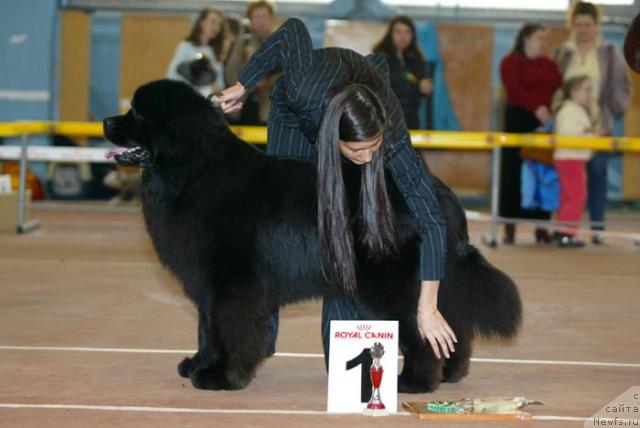Фото: ньюфаундленд Данс Мемори Фьюджан Риф