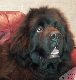 Фото: Мария Ечеина, ньюфаундленд Плюшевая Панда Центре Стаге (Plushevaya Panda Centre Stage)