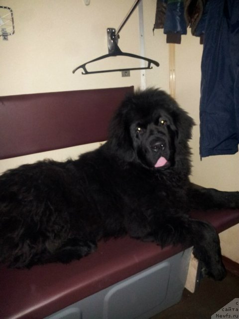 Фото: Мария Ечеина, ньюфаундленд Плюшевая Панда Центре Стаге (Plushevaya Panda Centre Stage)