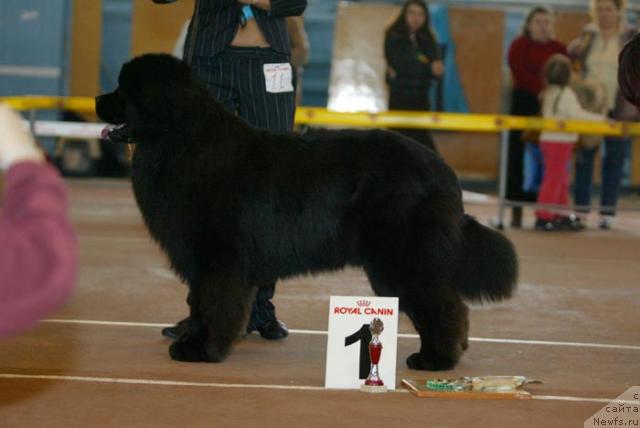 Фото: ньюфаундленд Данс Мемори Фьюджан Риф