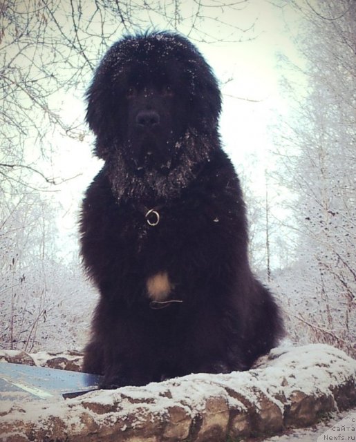 Фото: ньюфаундленд Плюшевая Панда Центре Стаге (Plushevaya Panda Centre Stage)