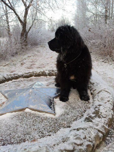 Фото: ньюфаундленд Плюшевая Панда Центре Стаге (Plushevaya Panda Centre Stage)