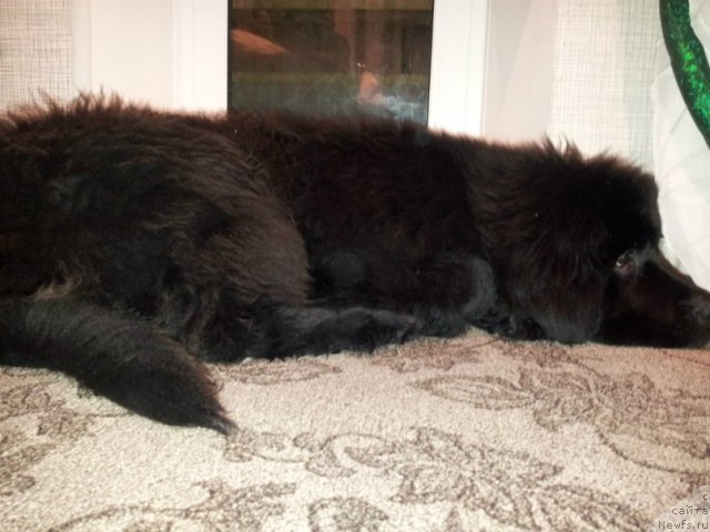 Фото: ньюфаундленд Плюшевая Панда Центре Стаге (Plushevaya Panda Centre Stage)