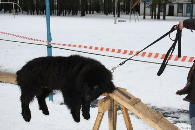 Фото: ньюфаундленд Плюшевая Панда Центре Стаге (Plushevaya Panda Centre Stage)