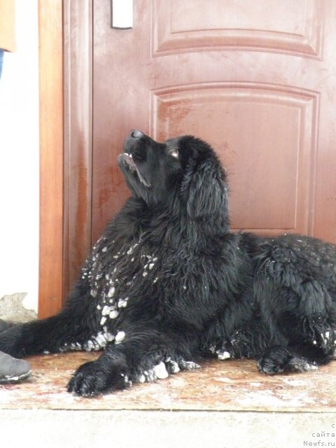 Фото: ньюфаундленд Vincent Black King Super Mishka