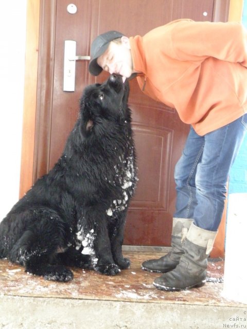 Фото: ньюфаундленд Vincent Black King Super Mishka