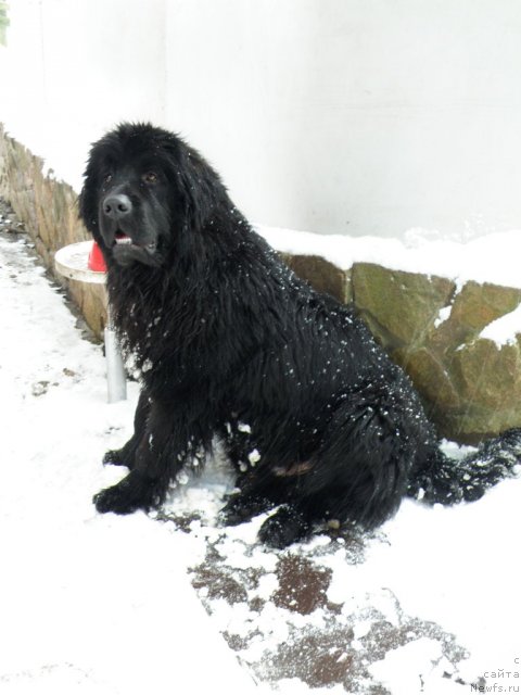 Фото: ньюфаундленд Vincent Black King Super Mishka