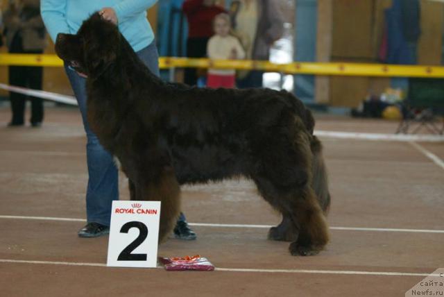 Фото: ньюфаундленд Обуш Шед Юдашкин Стиль (Obush Shed Yudashkin Stil)