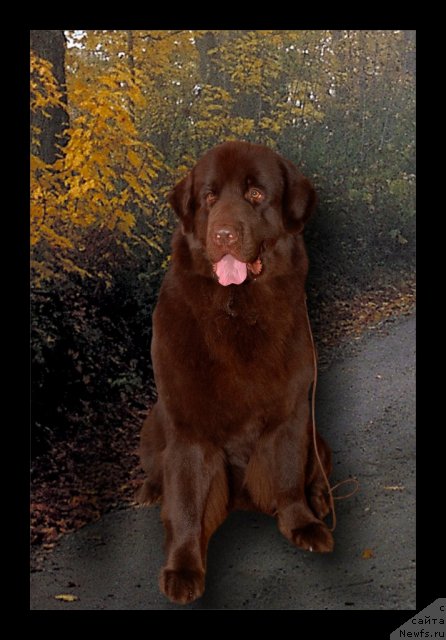 Фото: ньюфаундленд Анжелика Богиня Грез