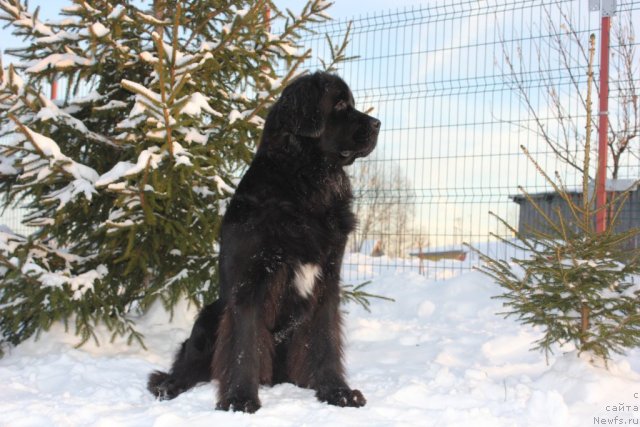 Фото: ньюфаундленд Дар Свезы Юника Сагитта (Dar Svezy Unika Sagitta)