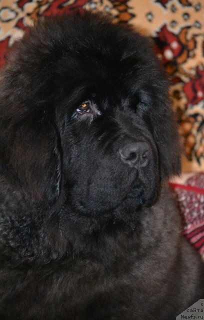 Фото: ньюфаундленд Топтыжка Дон Кихот, ньюфаундленд Симбад Покоритель Морей