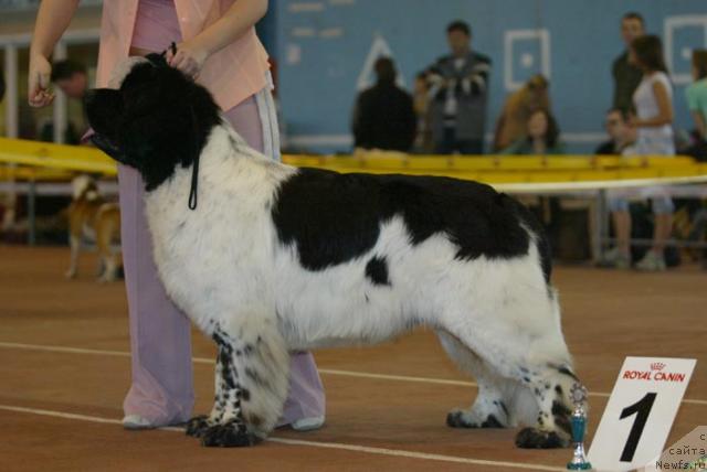 Фото: ньюфаундленд Супер Бизон Арго (Super Bizon Argo)