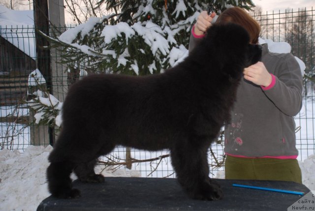 Фото: ньюфаундленд Флюфи Аваланч Эвер Реаду (Fluffy Avalanch Ever Ready)