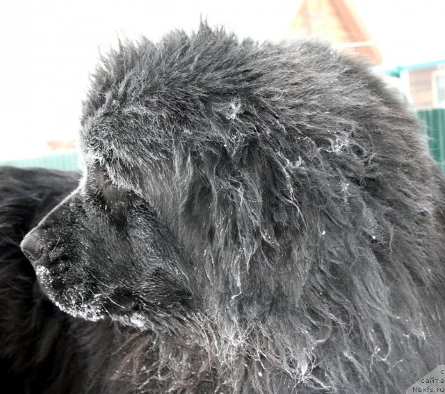 Фото: ньюфаундленд Ермак из Царства Медведей