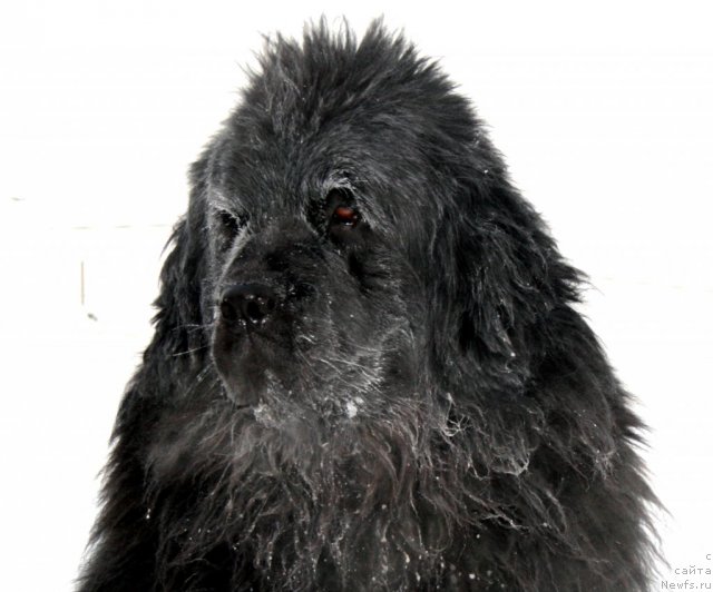 Фото: ньюфаундленд Ермак из Царства Медведей