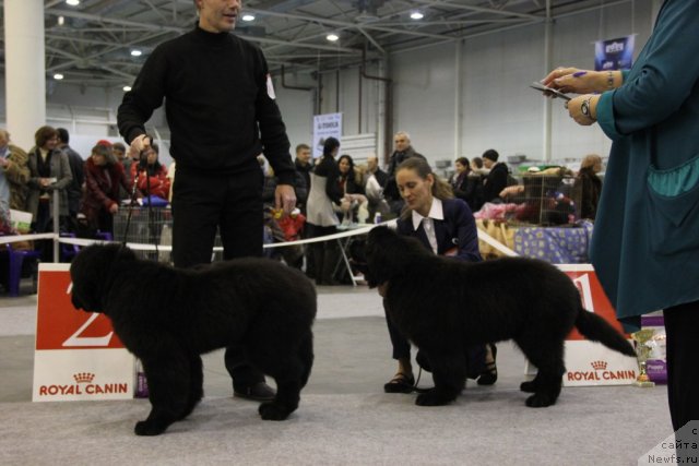 Фото: ньюфаундленд Абсолют Прайз Династия Совершенства (Absolute Prize Dinastiya Soverchenstva), ньюфаундленд Альфа Таури Династия Совершенства (Аlpha Tauri Dinastiya Soverchenstva), Анна Пронская