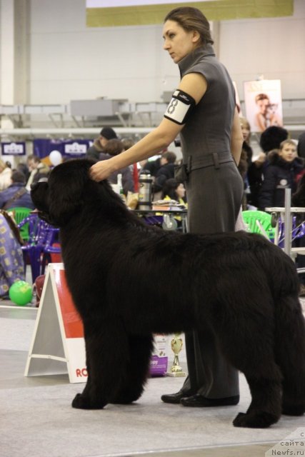 Фото: ньюфаундленд Rain Coast How can I Fall, Наталья Дубовская