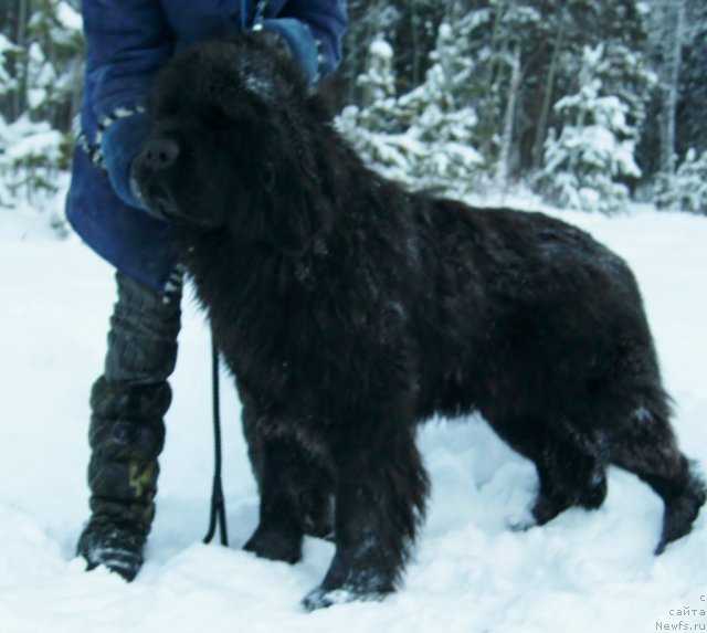 Фото: ньюфаундленд Фанньюф Тибул Желанный для Их Высочества