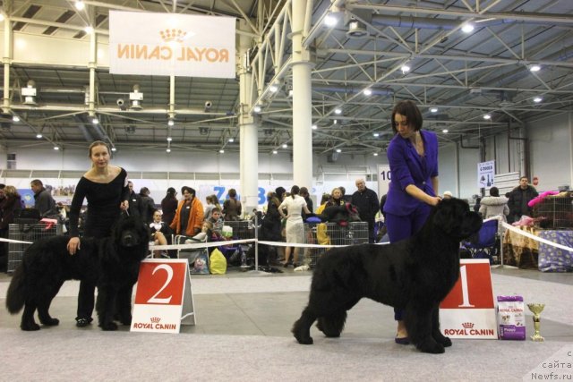 Фото: ньюфаундленд Steven Without Flattery Devoted, ньюфаундленд Sammy Almas-Alana