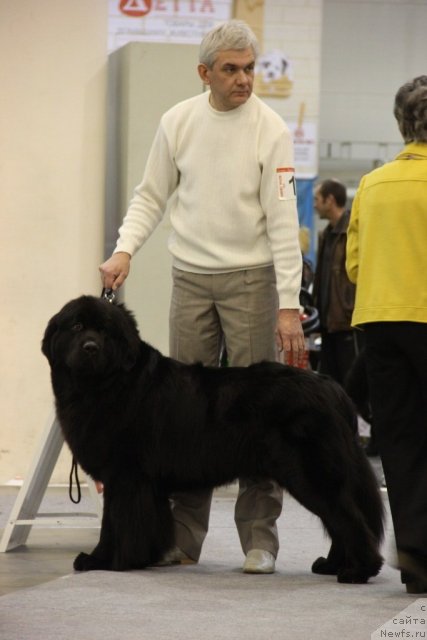 Фото: ньюфаундленд Порш Кайен (Porsche Cayene)
