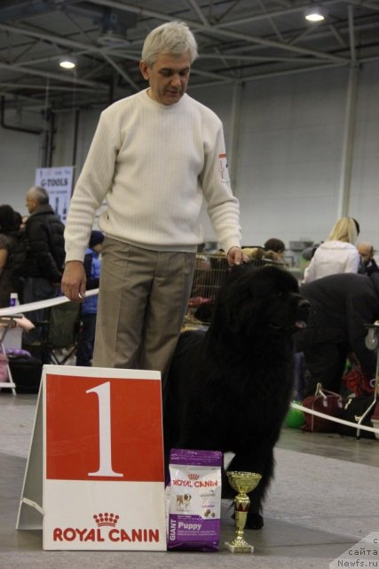 Фото: ньюфаундленд Порш Кайен (Porsche Cayene)