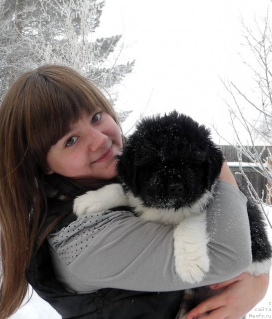 Фото: ньюфаундленд Скайуокер Энакин Джедай