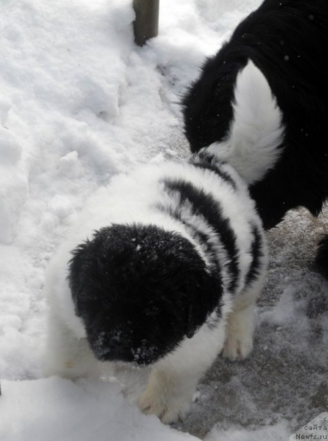 Фото: ньюфаундленд Санта Де Ла Морис, и, ньюфаундленд Бонита Эль Осо Нэгро