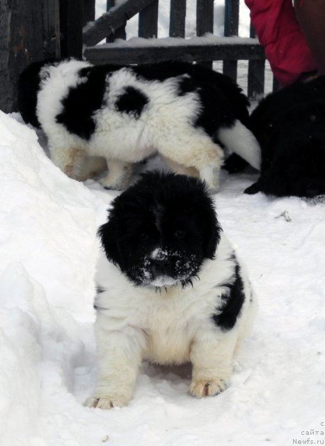 Фото: ньюфаундленд Салли Снежная Королева, на заднем плане, ньюфаундленд Саша Габриэль Торрес