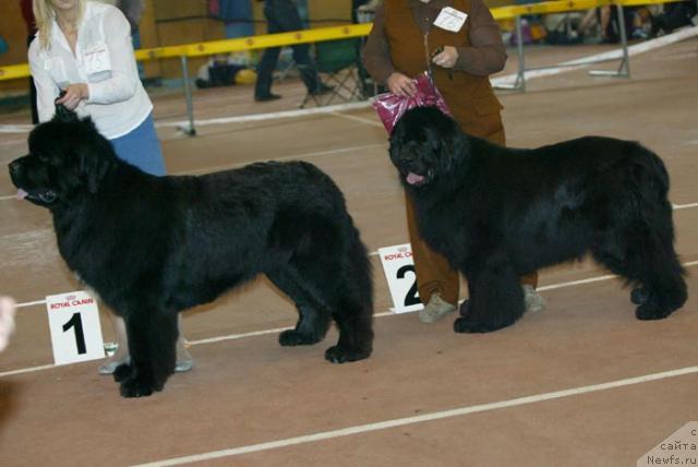 Фото: ньюфаундленд Супер Бизон Армани (Super Bizon Armani), ньюфаундленд Owasco Harleydavidson