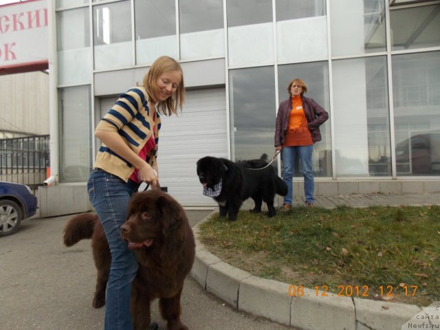 Фото: ньюфаундленд Хохотушка с Берега Дона (Hohotushka s Berega Dona), ньюфаундленд Чарующий Чезарио (Charuyuschiy Chezario)