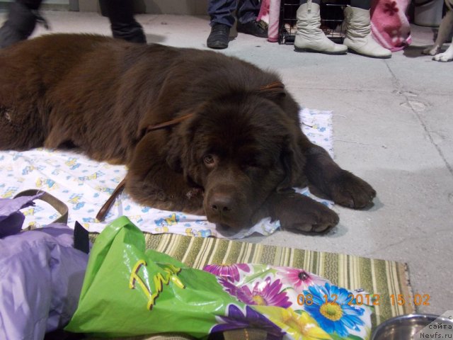 Фото: ньюфаундленд Хохотушка с Берега Дона (Hohotushka s Berega Dona)