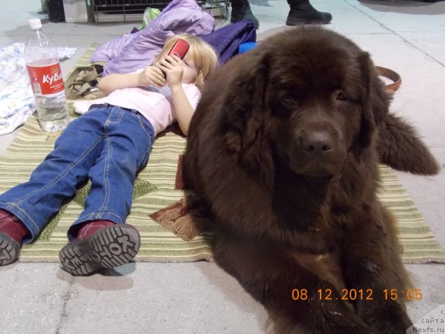 Фото: ньюфаундленд Хохотушка с Берега Дона (Hohotushka s Berega Dona)