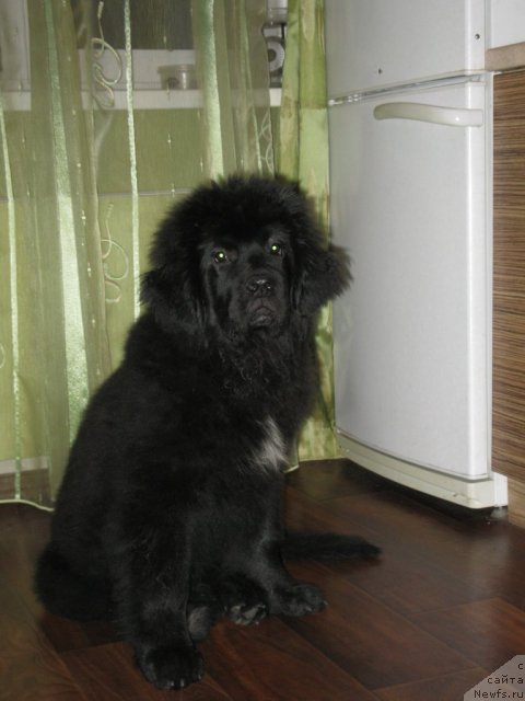 Фото: ньюфаундленд Сент Джонс Блак Баттерфляй