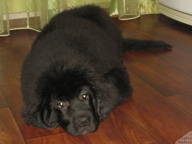 Фото: ньюфаундленд Сент Джонс Блак Баттерфляй