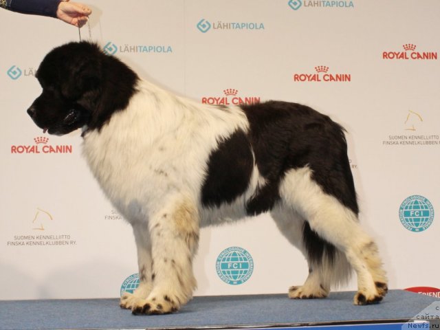 Фото: ньюфаундленд Питерньюф Ин Ит То Вин Ит