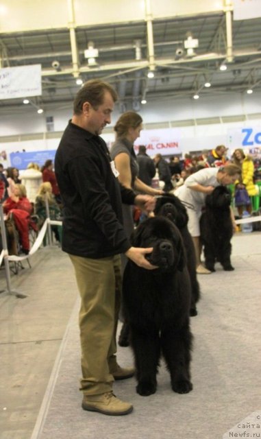 Фото: ньюфаундленд Rain Coast How can I Fall, ньюфаундленд Rain Coast You Too, ньюфаундленд I'm Royal Iris Midnight Bear