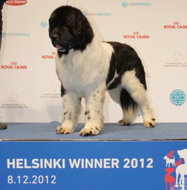 Фото: ньюфаундленд Питерньюф Ин Ит То Вин Ит