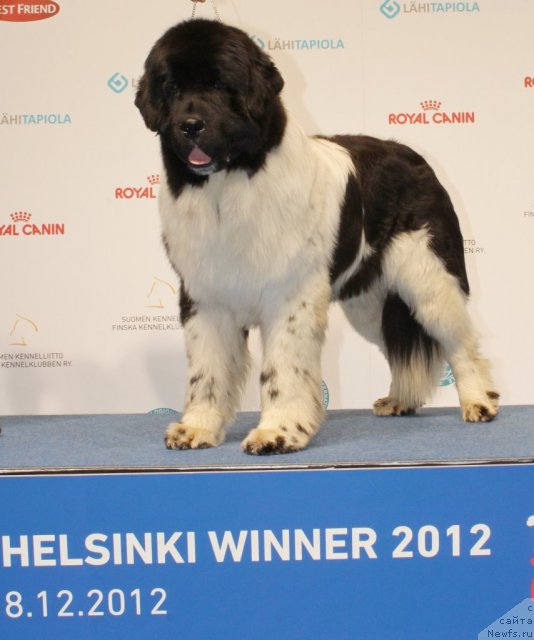 Фото: ньюфаундленд Питерньюф Ин Ит То Вин Ит