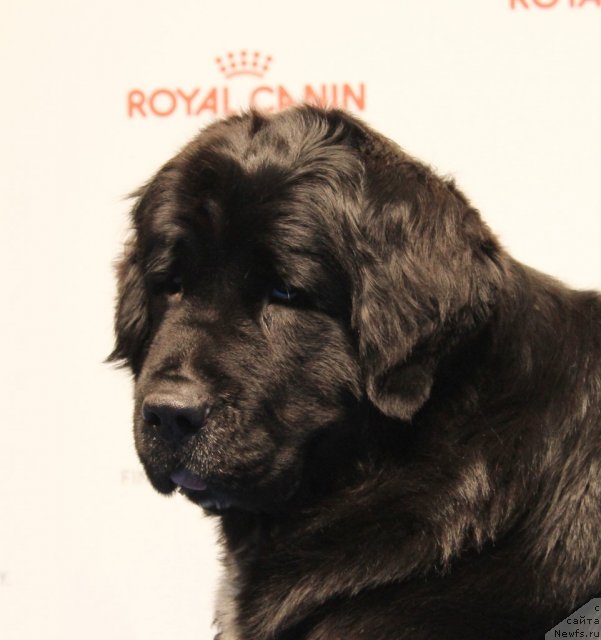 Фото: ньюфаундленд Питерньюф Енигма (Piternyuf Enigma)