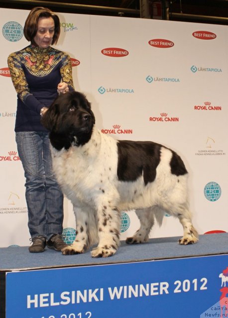 Фото: ньюфаундленд Don't Worry Be Happy de L'Etoile de Cyrice, Ольга Королева