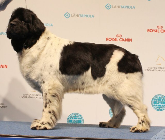 Фото: ньюфаундленд Don't Worry Be Happy de L'Etoile de Cyrice