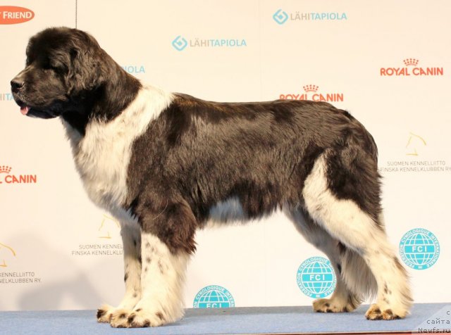 Фото: ньюфаундленд Питерньюф И Дид Ит Агаин (Piternyuf I Did It Again)