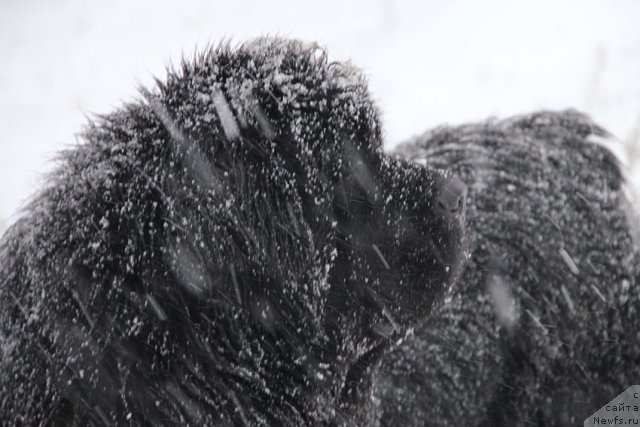 Фото: ньюфаундленд Сентябрина с Берега Дона (Sentyabrina s Berega Dona)