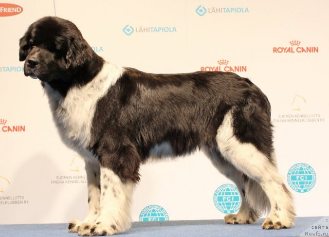 Фото: ньюфаундленд Питерньюф И Дид Ит Агаин (Piternyuf I Did It Again)