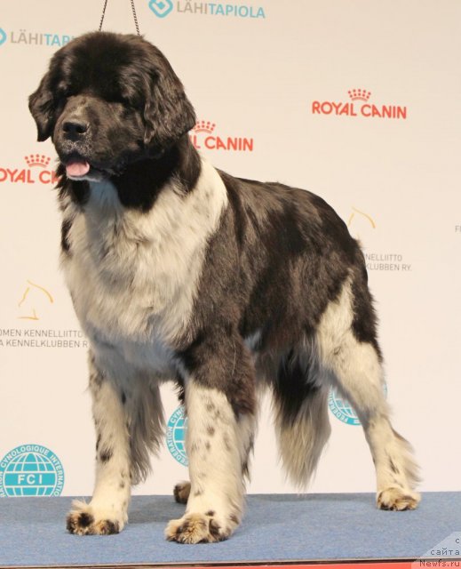 Фото: ньюфаундленд Питерньюф И Дид Ит Агаин (Piternyuf I Did It Again)