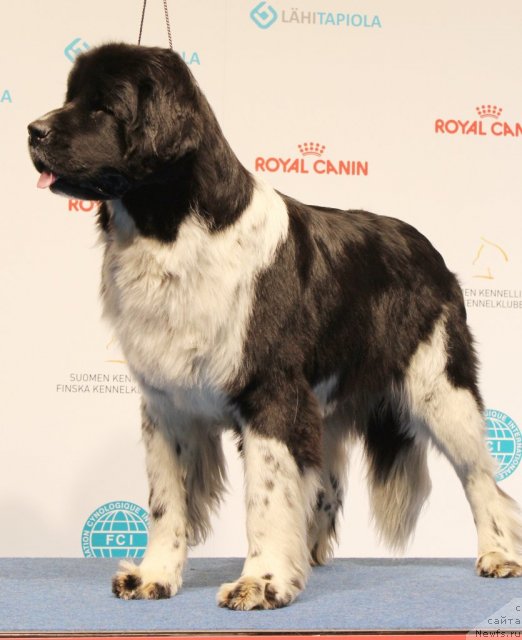 Фото: ньюфаундленд Питерньюф И Дид Ит Агаин (Piternyuf I Did It Again)